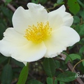 Mermaid、Cherokee Rose (Rosa laevigata) 野薔薇、高山薔薇