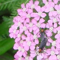 Love bugs were first seen in Texas in 1940, and have spread east along the Gulf Coast and south into parts of Central America.


5/1/2007 Needville, Texas