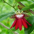 西番蓮科(Passifloraceae)西番蓮屬(Passiflora)，約400種具捲鬚和獨特花型。
生長於北方，及美國南部。它的葉，莖，及花都可以入藥。

5/1/2007 Needville, Texas