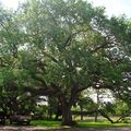 Alvin, Texas
5/24/2007