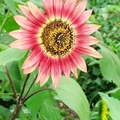 向日葵 Sun Flower
