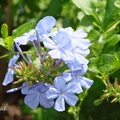 是原產南非的藍雪花科半落葉灌木，枝條細緻柔軟，很容易形成四散匍匐的狀態。

Shimek Gardens, Alvin, Texas 
5/24/2007