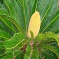 蘇鐵開花(雄株) Sago Palm