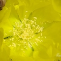 仙人Prickly Pear 仙人掌花