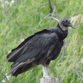 Black Vulture  黑禿鷲
