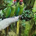 或稱軍用金剛鸚鵡、軍金剛鸚鵡，
其棲息的生境散落於墨西哥、哥倫比亞、委內瑞拉、祕魯、厄瓜多、玻利維亞及阿根廷。

Rainforest Pyramid at Moody Gardens, 
Galveston Island, Texas
5/29/2007
		
