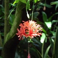裂瓣朱槿 Fringed hibiscus