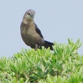 Brown-headed Cowbird 棕頭牛鸝