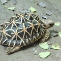 龜：印度星龜 Start Turtle