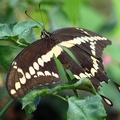 Giant Swallowtail 巨燕尾蝶