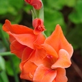 花色有紅、粉、白、黃、紫……雙色、斑紋等；也可區分為小花種、雜交種等。
產期：全年

Houston, TX
6/17/2007