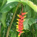 英名：Pendant Heliconia、Hanging Heliconia
Heliconia這一屬也稱為鳥蕉，因在原產地南美洲熱帶叢林內，這類花專供蜂鳥食用。造型像極了熱帶地區鳥類色彩繽紛的鳥嘴，鳥蕉這個名字貼切多了。

Costa Rica
9/2006
