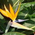 旅人蕉科(Strelitziaceae) 鶴望蘭屬

橘色花瓣、藍色雌蕊，花形如展翅高飛的彩翼天堂鳥，人稱天堂鳥花。

Costa Rica
9/2006