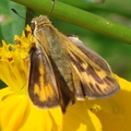 Yellow Spotted Moth 黃斑梇蝶