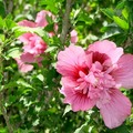 是一種需要水的植物，昔時多種在池岸畦溝邊，
所以台語稱她為水槿花（水錦花）。

Mercer Arboretum & Botanic Garden
Houston, TX
6/27/2007