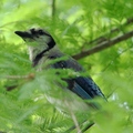 Blue Jay 藍橿鳥