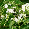 Pigeonberry or Skyflower, 馬鞭草科，別名：台灣連翹。
學名：Duranta repens 是常綠性灌木。小枝柔軟而下垂，適合修剪成型、成籬。金露花能開出串串小花，並結出顆顆橙黃色像露珠的球型小果，果實雖美卻有毒。原產南美洲。
Mercer Arboretum Garden
6/27/2007

