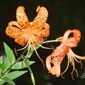 老虎百合Tiger Lily