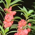 別名：透骨草、指甲花、小桃紅、染指甲草、旱珍珠。
為鳳仙花科鳳仙花屬，一年生草本植物，夏季開白色、淡紅、深紅、或紫紅色花，花型有單瓣或重瓣，常1～3朵生於葉腋，亦有2～3朵生於一總軸上。

Mercer Arboretum & Botanic Garden 
Houston, TX 6/27/2007.