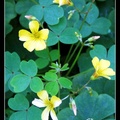 Yellow Shamrock 黃花醡漿草