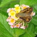 Yellow Spotted Moth 黃斑梇蝶