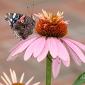 Red Admiral 海軍上將蛺蝶