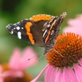 Red Admiral 海軍上將蛺蝶