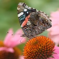 Red Admiral 海軍上將蛺蝶