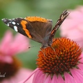 Red Admiral 海軍上將蛺蝶