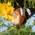 Lacewing Butterfly 紅鋸蛺蝶、齒緣紅蛺蝶