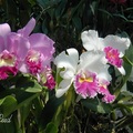 屬蘭科（Orchidaceous），約35,000種以上。
小型花有香味的地生蘭，就是「國蘭」；
而「東亞蘭∕西洋蘭」是大花、色彩豔麗的附生蘭品種。