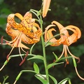 老虎百合Tiger Lily