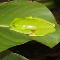 綠綠的身體,腳上有大大的吸盤,就知道很會爬樹了!!

Costa Rica
9/19/2006