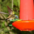 Hummingbird 蜂鳥