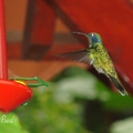 Hummingbird 蜂鳥
