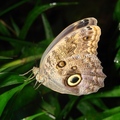 Tawny Owl 貓頭鷹眼蝶