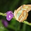 Malachite Butterfly