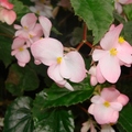 大花海棠 Begonia