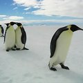 無相之書  -1-            沒有冰原的北極海   企鵝要去那裡尋找它的故鄉