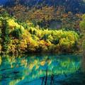  九寨溝  就是色彩的天下  秋天的绚丽童话  众多的大小湖、潭、瀑无时不在演绎着赤、橙、黄、绿、青、蓝、紫的梦幻组合

