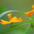 夏天的巴克禮紀念公園
充滿豐富視覺與聲光的節奏
色彩繽紛的花絮
妝扮美麗的城市綠地
蟬鳴四起
熱情展現其風華