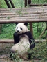 成都大熊貓 - 2