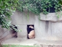 成都大熊貓 - 5