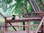 成都大熊貓 - 4