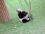 成都大熊貓 - 3