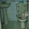 東方不敗→顧名思義　和附近的狗打架從沒輸過。沒有人教她，卻自己會去馬桶上廁所，很聰明、很有靈性的一隻貓！很孤僻、很高傲的一隻怪貓！