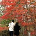 8年間，總是刻意選在10月或11月去日本，
歷經4次，終於看到滿樹的紅葉了！
