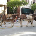 donkeys carrying American soldiers and supplies from Iraq