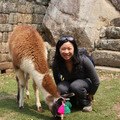 llama, Machu Picchu, Peru