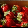 草莓季‧吃草莓 - 5